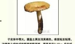 野生菌爆料视频播放,视频揭秘菌类世界奇观